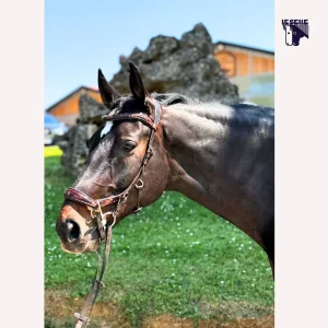 TESTIERA TIPO MICKLEM ANIMALIER